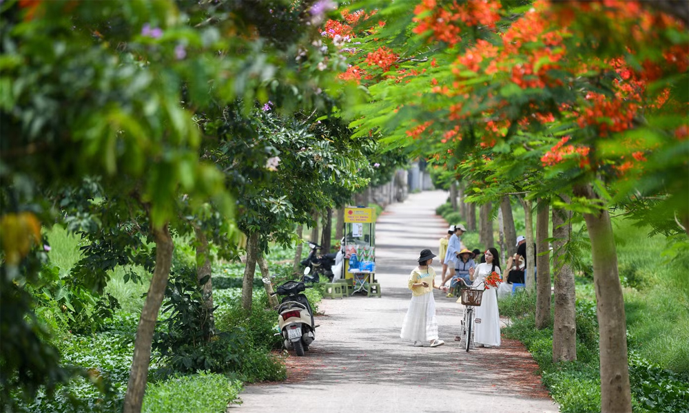 Check-in đường hoa đẹp như phim ở Bắc Ninh